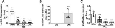 LncRNA Chaer Prevents Cardiomyocyte Apoptosis From Acute Myocardial Infarction Through AMPK Activation